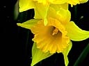 Daffodils 2.jpg